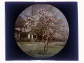 [Tree in bloom]