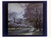[Trees along street]