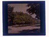 [Trees along street]