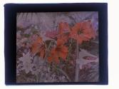 [Amaryllis]