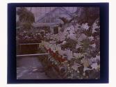 [Lilies at Lamberton [?] Conservatory]