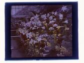 [Greenhouse flowers]