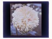 Chrysanthemums