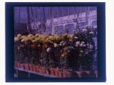 [Greenhouse flowers]