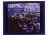 [Greenhouse flowers]