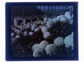 Mums Rochester