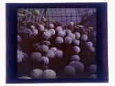 [Greenhouse flowers]