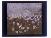 [Greenhouse flowers]