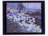 [Greenhouse flowers]