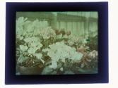 [Greenhouse flowers]
