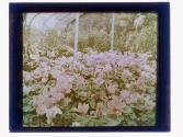 [Greenhouse flowers]