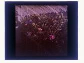 [Greenhouse flowers]