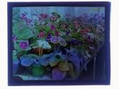 [Greenhouse flowers]