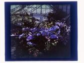 [Greenhouse flowers]