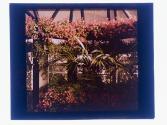 [Greenhouse flowers]