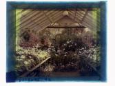 [Greenhouse flowers]