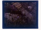 [Greenhouse flowers]