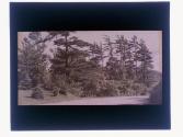 Virgin Pines Seneca Parks