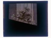 Abies Concolor Seneca Park 1926