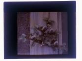 Abies Concolr Seneca Park 1926