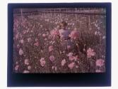 Girl with Carnations