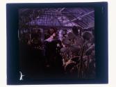 [Woman in greenhouse]