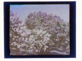 [Flowering trees - Highland Park view(?)]