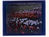 [Tulips - Highland Park view(?)]