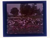 [Flowers - Highland Park view(?)]