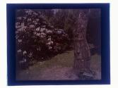 [Tree and flowers - Highland Park(?)]