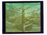 [Tree - Highland Park(?)]