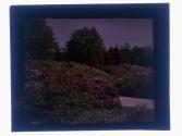 Rhododendrons