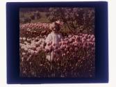 [Child in tulips]