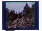 [Flowers and trees]