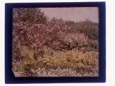 [Flowers and landscape]