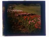[Tulips]