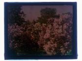 [Flowers]