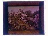 [Flowers]