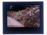 [Flowers]
