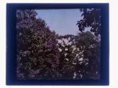 Lilacs at Highland Park In Color of Nature