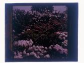 [Flowers]