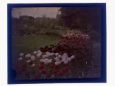 [Flowers]