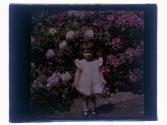 Rhododendron with girl