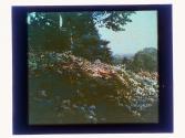 [Landscape]