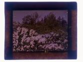 [Flowers and landscape]