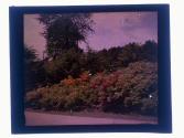 [Flowers]