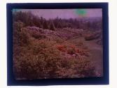 [Flowers and landscape]