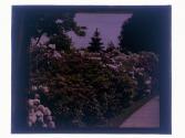 [Flowers]
