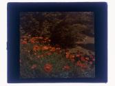 Poppies