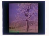 [Tree covered in snow]